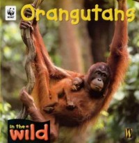 Orangutans