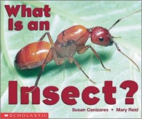 What is an insect?
