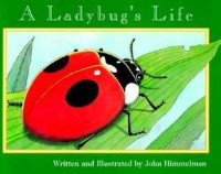 A ladybug's life