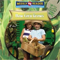 How corn grows