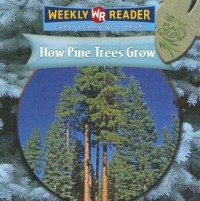 How pine trees grow