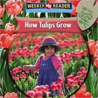 How tulips grow